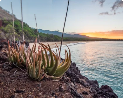 Uncover the Wonders of Maui, Hawaii’s Jewel with Traveltouriz